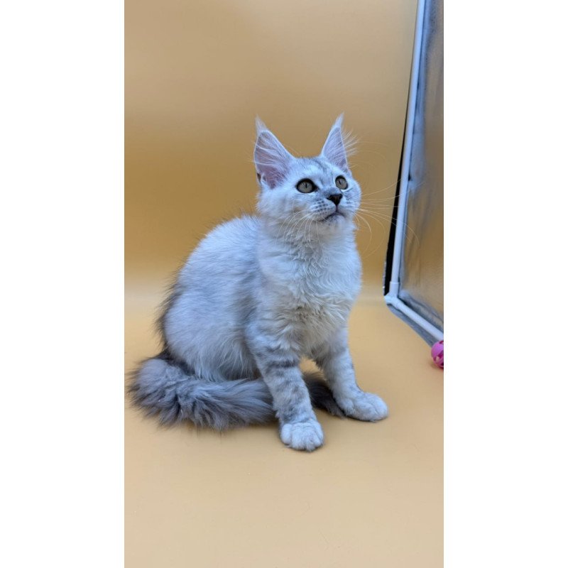 Maine Coon Lindsay