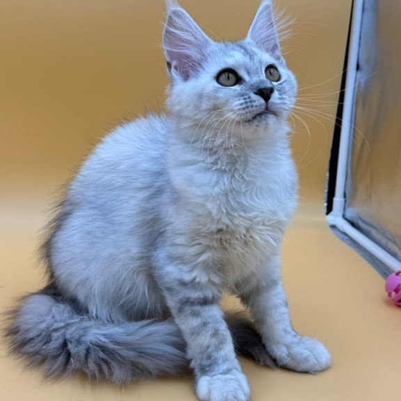 Maine Coon Lindsay