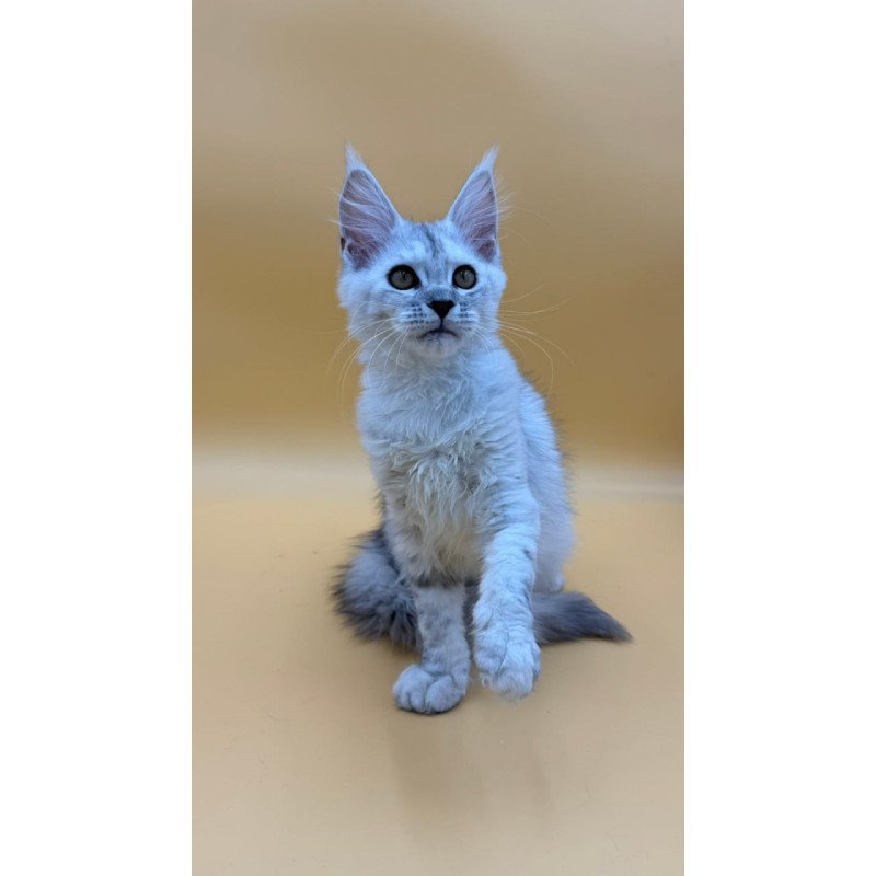 Maine Coon Lindsay