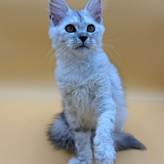 Maine Coon Lindsay