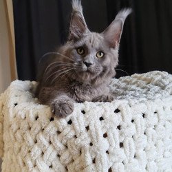 Maine Coon EZ Barbi