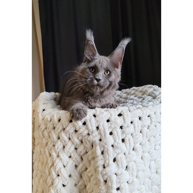 Maine Coon EZ Barbi