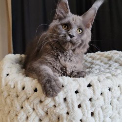 Maine Coon EZ Barbi