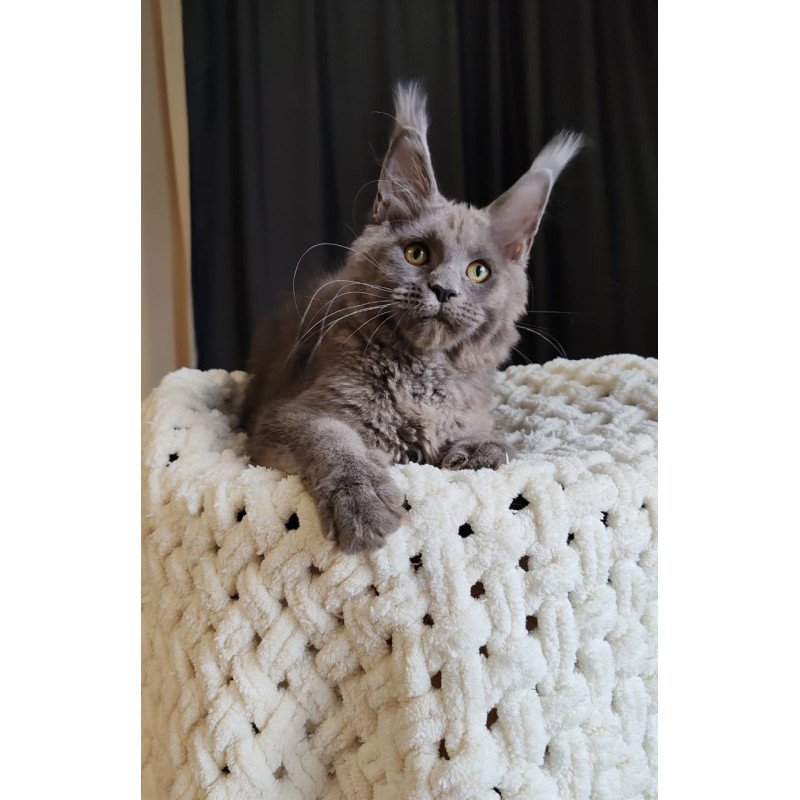 Maine Coon EZ Barbi