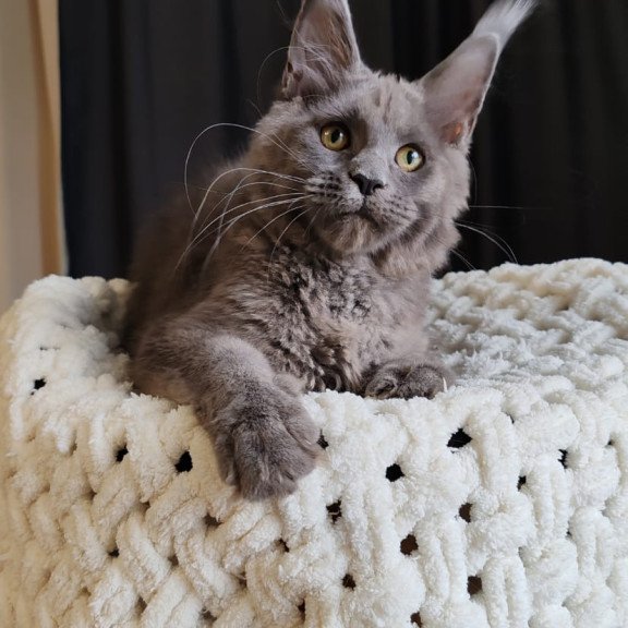 Maine Coon EZ Barbi
