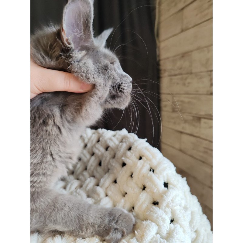 Maine Coon EZ Barbi