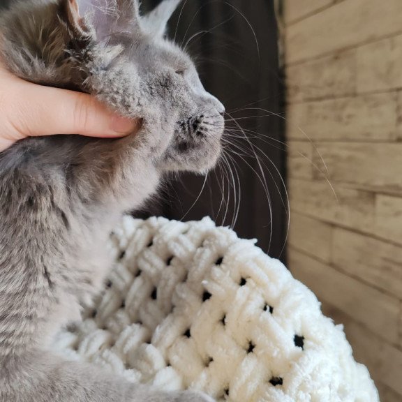 Maine Coon EZ Barbi