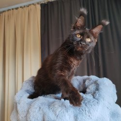 Maine Coon EZ B'Krasotka