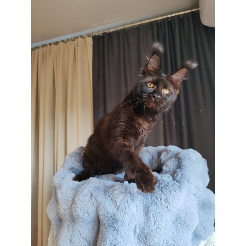 Maine Coon EZ B'Krasotka
