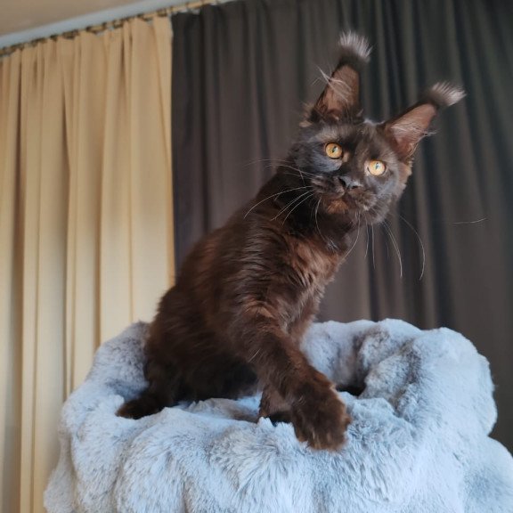 Maine Coon EZ B'Krasotka