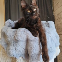 Maine Coon EZ B'Krasotka