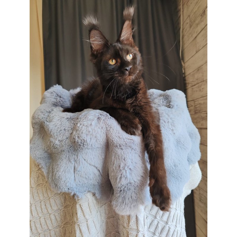 Maine Coon EZ B'Krasotka