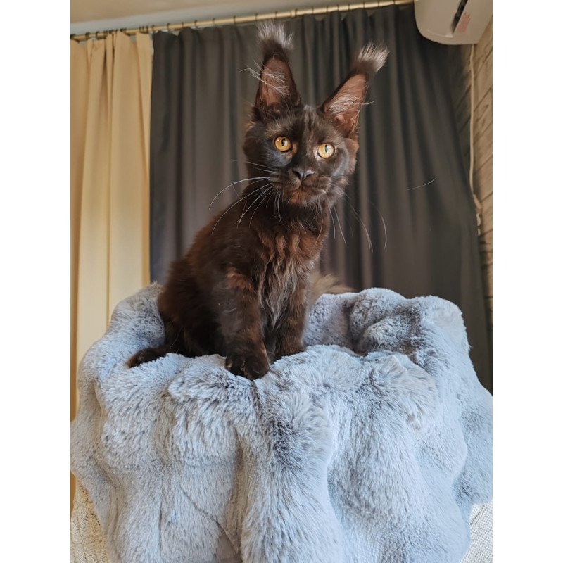 Maine Coon EZ B'Krasotka