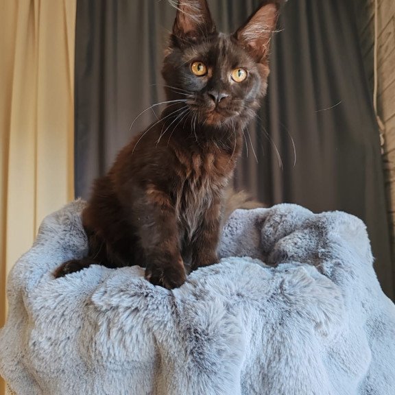 Maine Coon EZ B'Krasotka