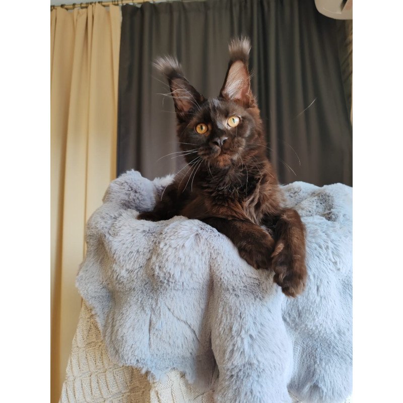 Maine Coon EZ B'Krasotka