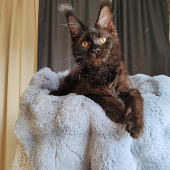 Maine Coon EZ B'Krasotka