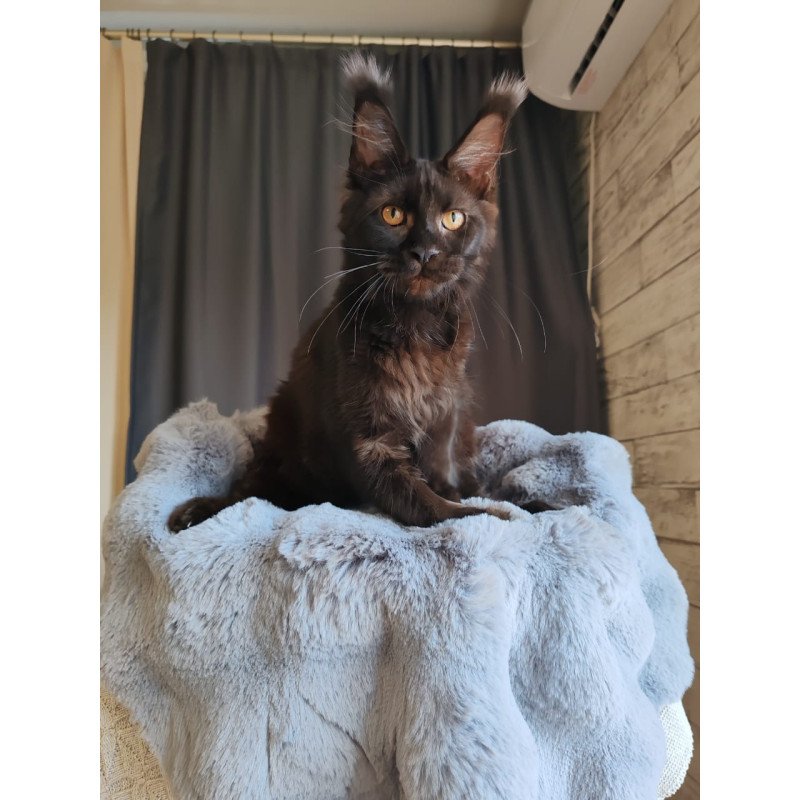 Maine Coon EZ B'Krasotka