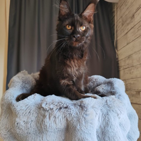 Maine Coon EZ B'Krasotka