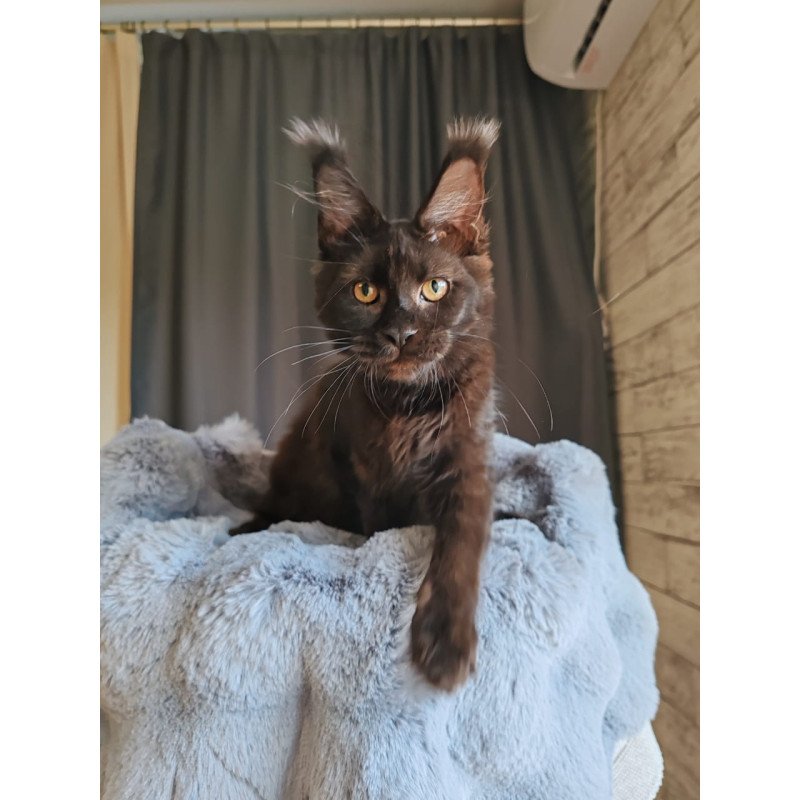 Maine Coon EZ B'Krasotka