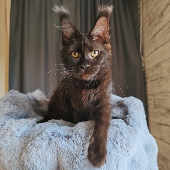 Maine Coon EZ B'Krasotka