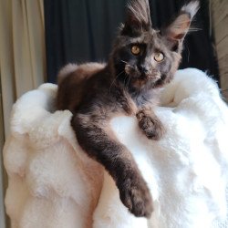 Maine Coon EZ Sarhan