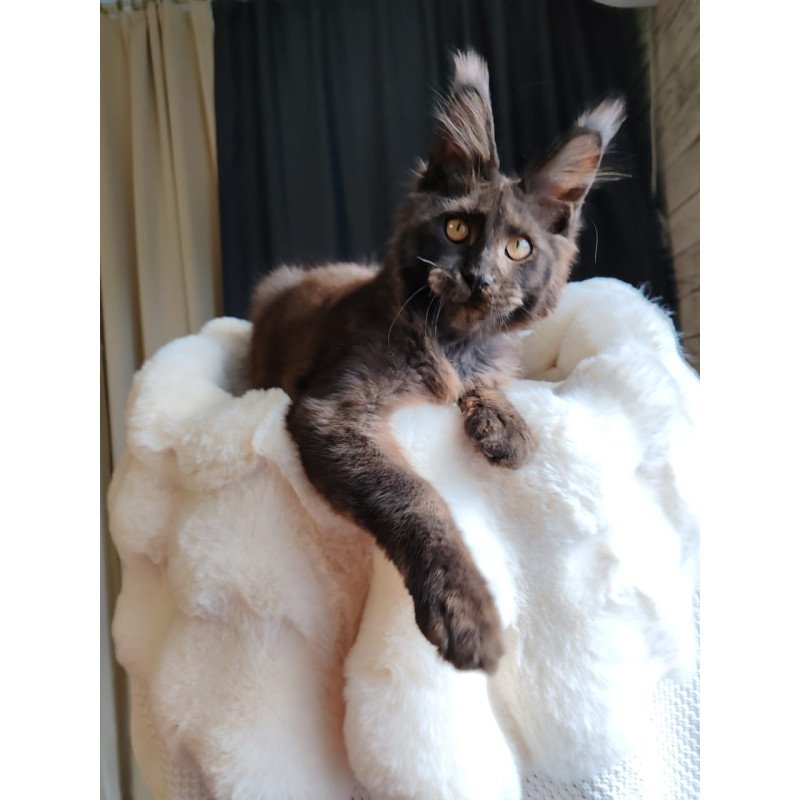 Maine Coon EZ Sarhan