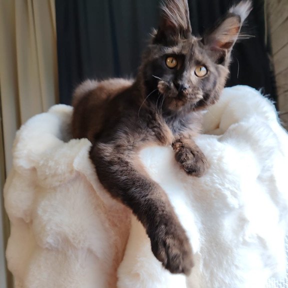 Maine Coon EZ Sarhan