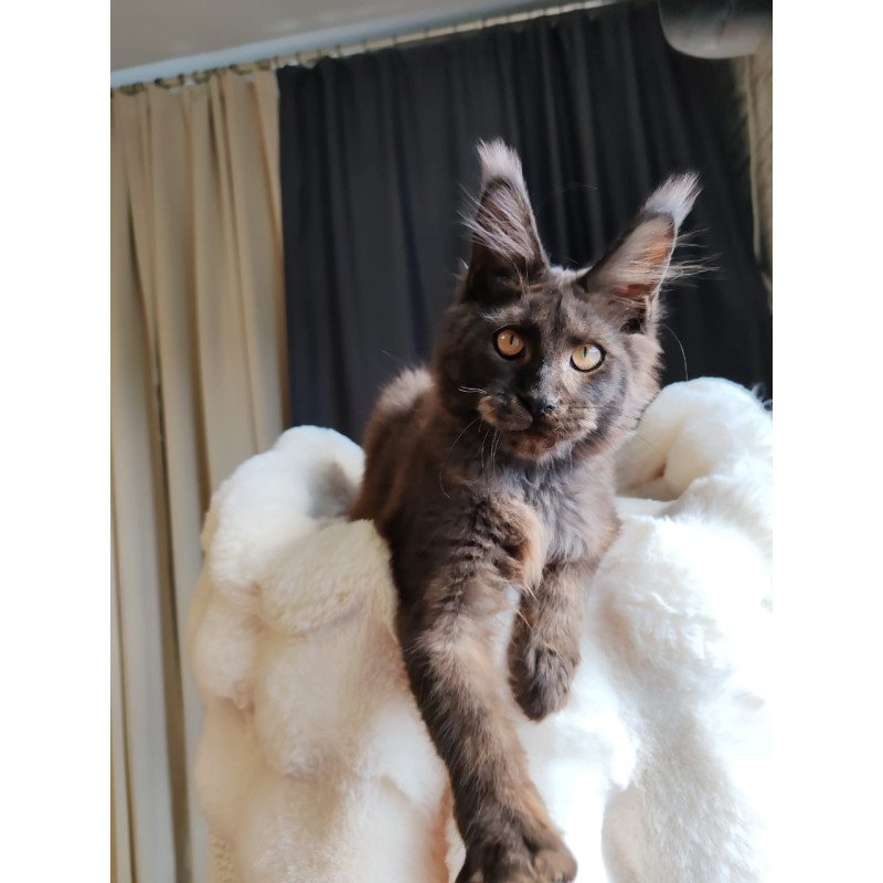 Maine Coon EZ Sarhan