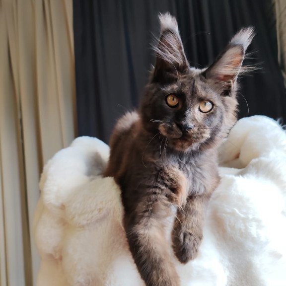 Maine Coon EZ Sarhan