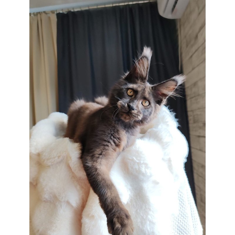 Maine Coon EZ Sarhan
