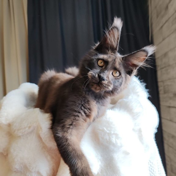 Maine Coon EZ Sarhan