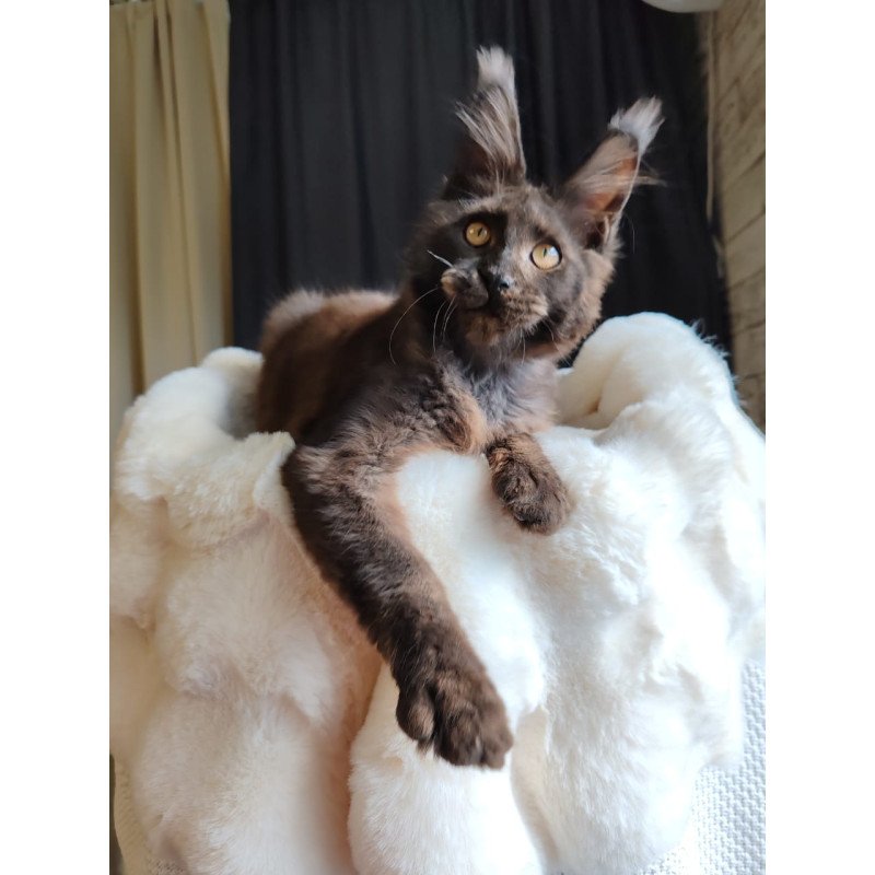 Maine Coon EZ Sarhan