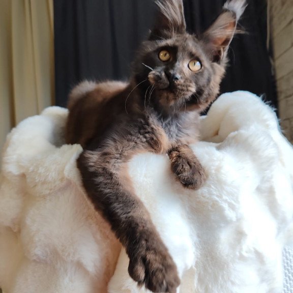 Maine Coon EZ Sarhan