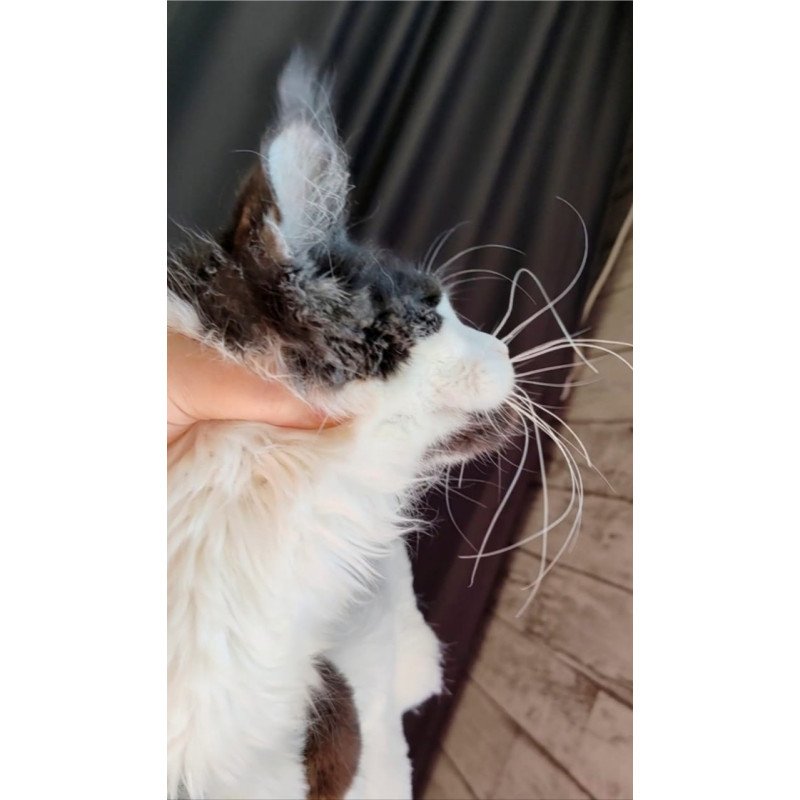 Maine Coon EZ Boss