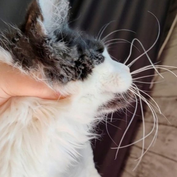 Maine Coon EZ Boss