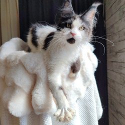 Maine Coon EZ Boss