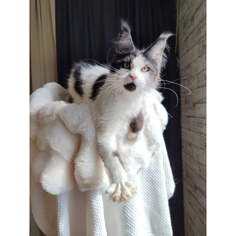 Maine Coon EZ Boss