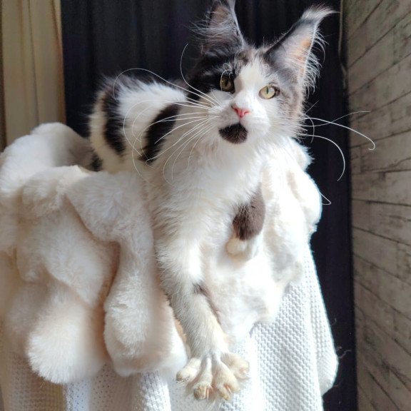 Maine Coon EZ Boss