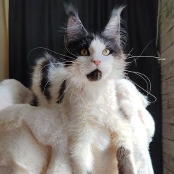 Maine Coon EZ Boss