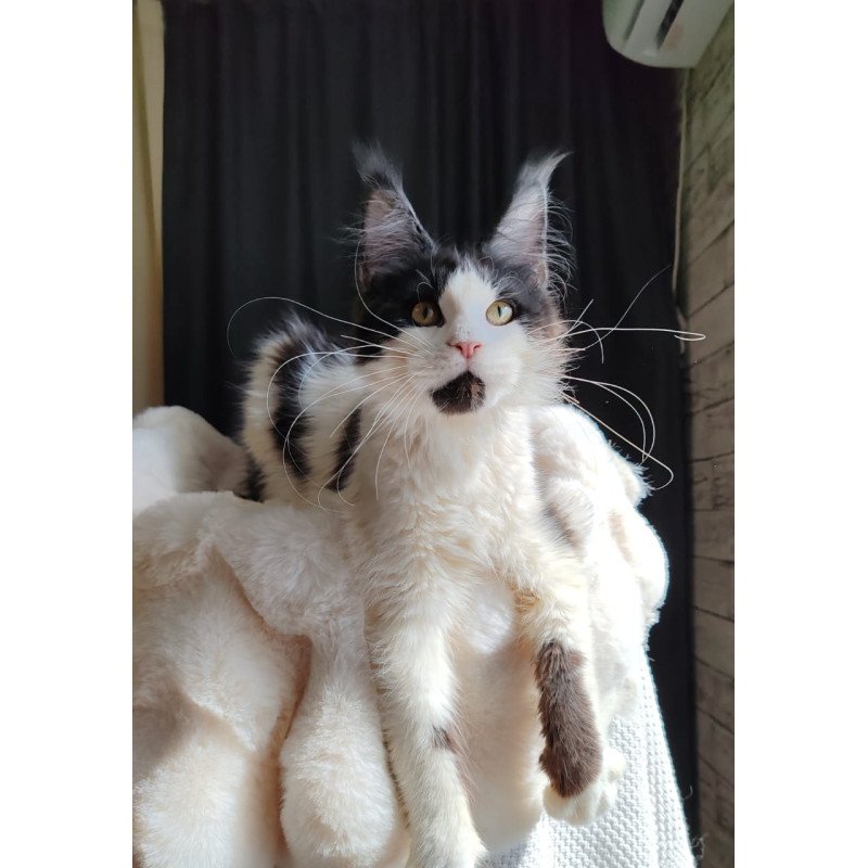 Maine Coon EZ Boss