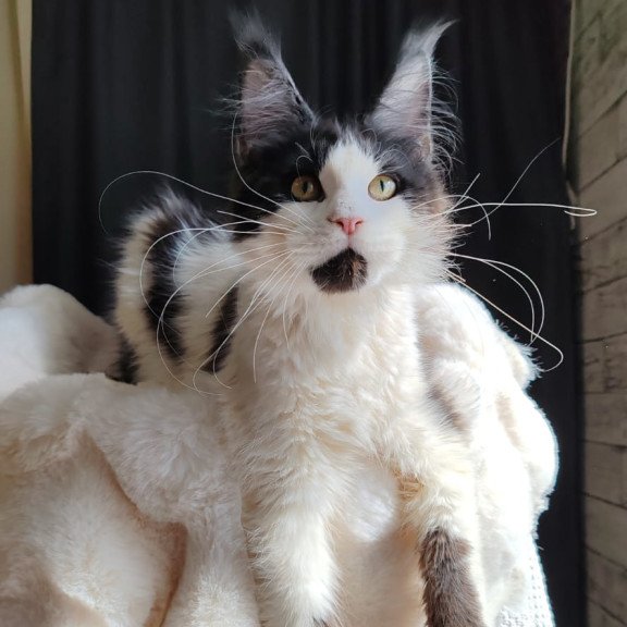 Maine Coon EZ Boss