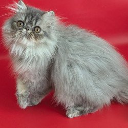 Persian EZ Pavlik