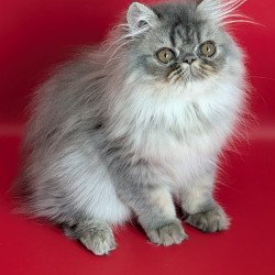 Persian EZ Pavlik