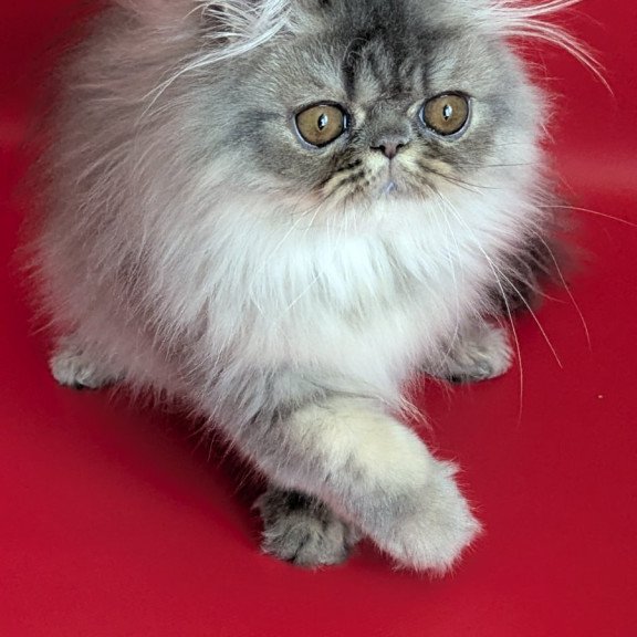 Persian EZ Pavlik
