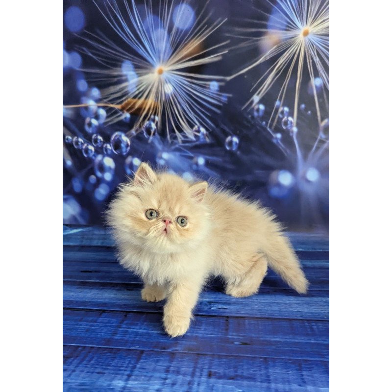 Persian EZ Timoti