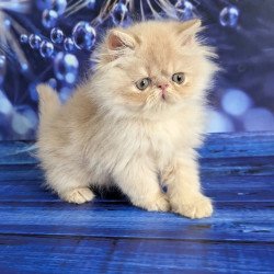 Persian EZ Timoti