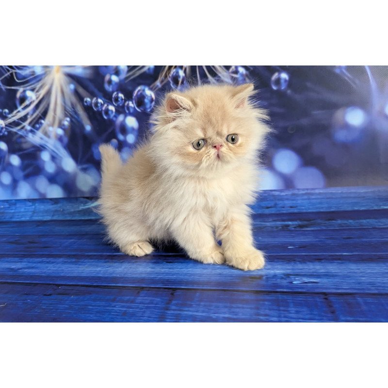 Persian EZ Timoti