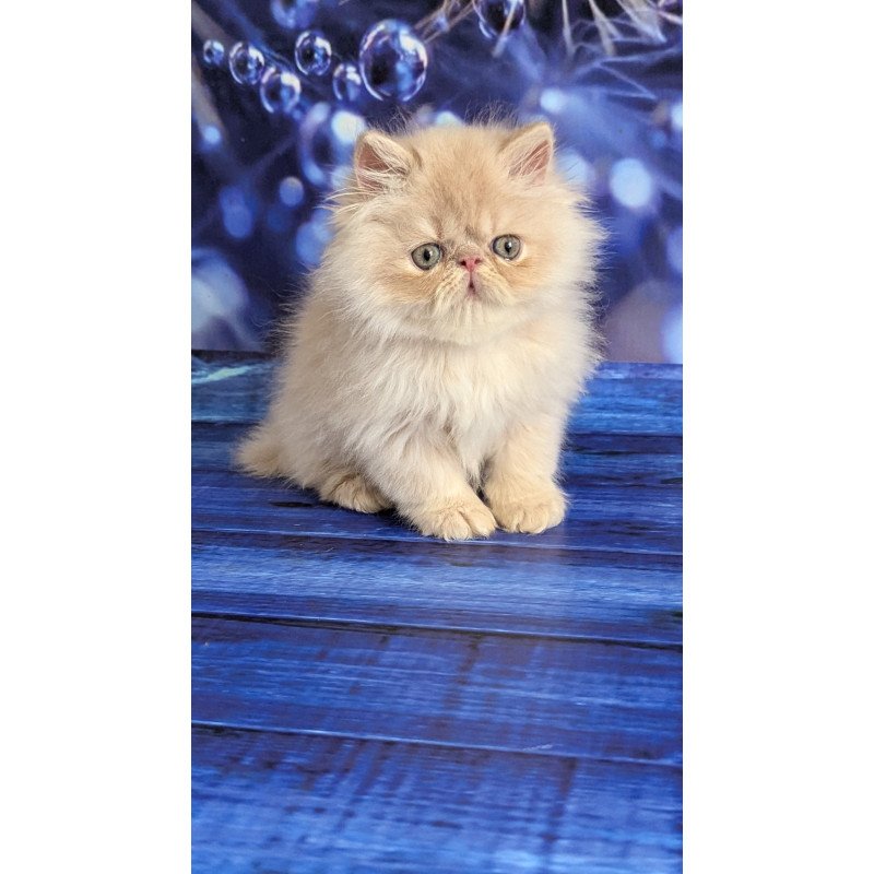 Persian EZ Timoti