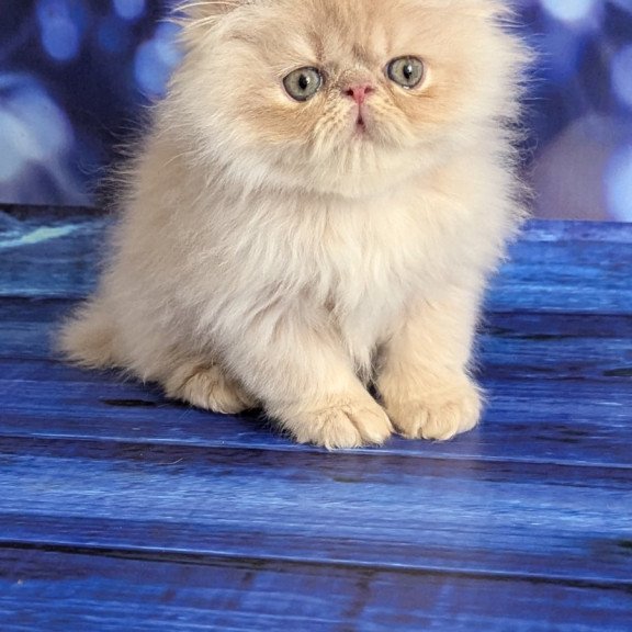 Persian EZ Timoti