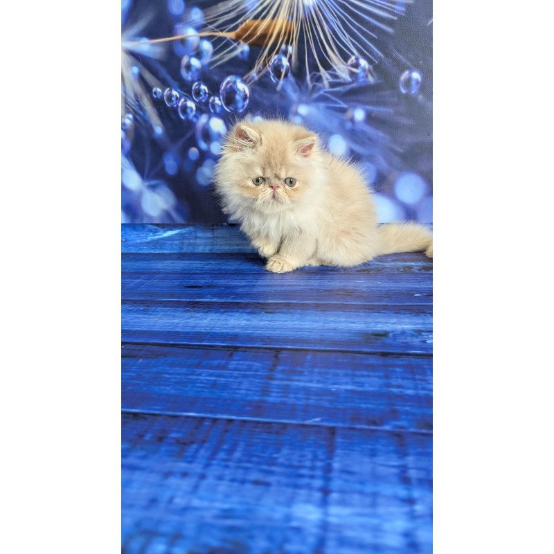 Persian EZ Timoti